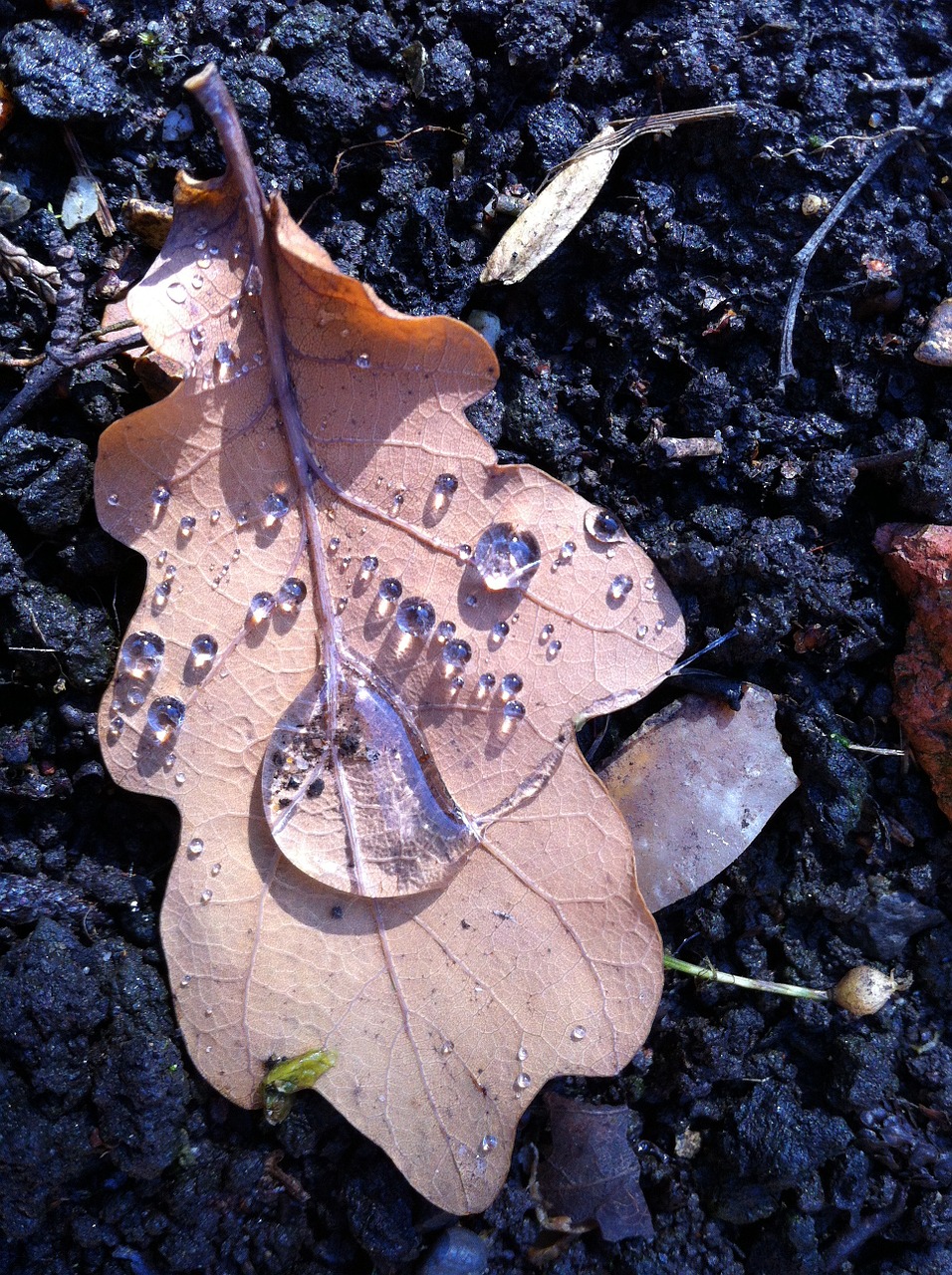 rain leaf ground free photo