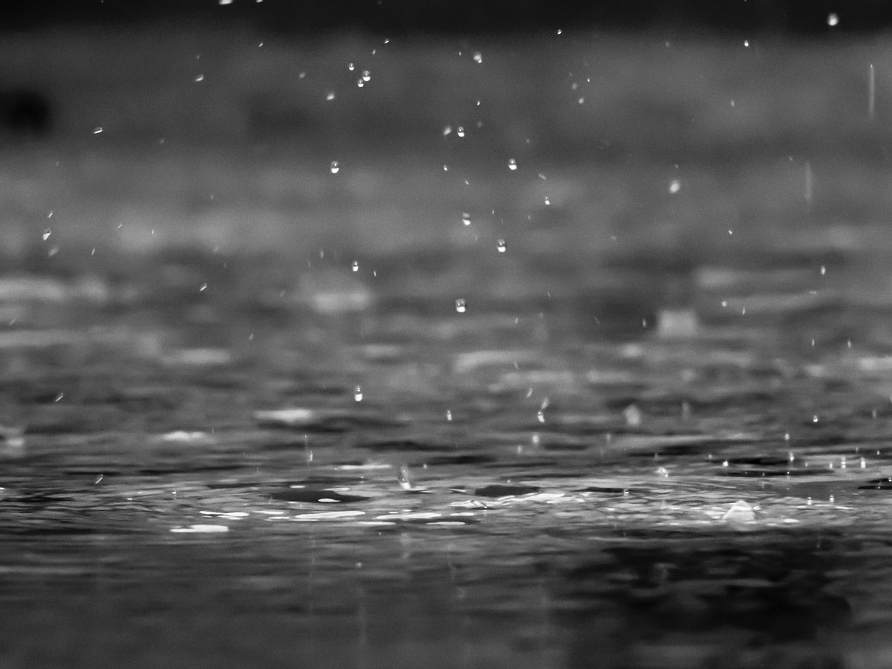 rain drops black and white free photo