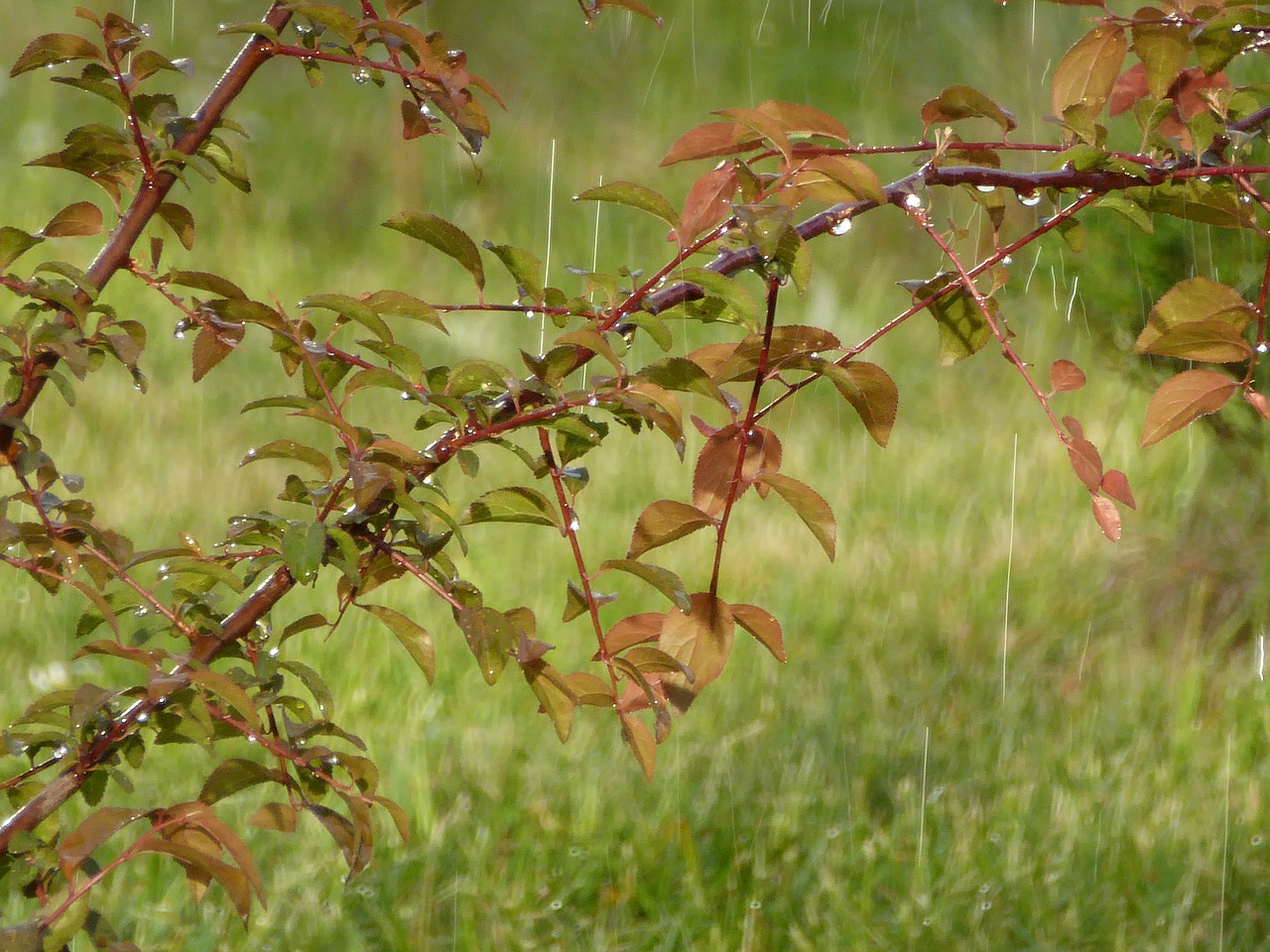 rain rainy weather leaf free photo