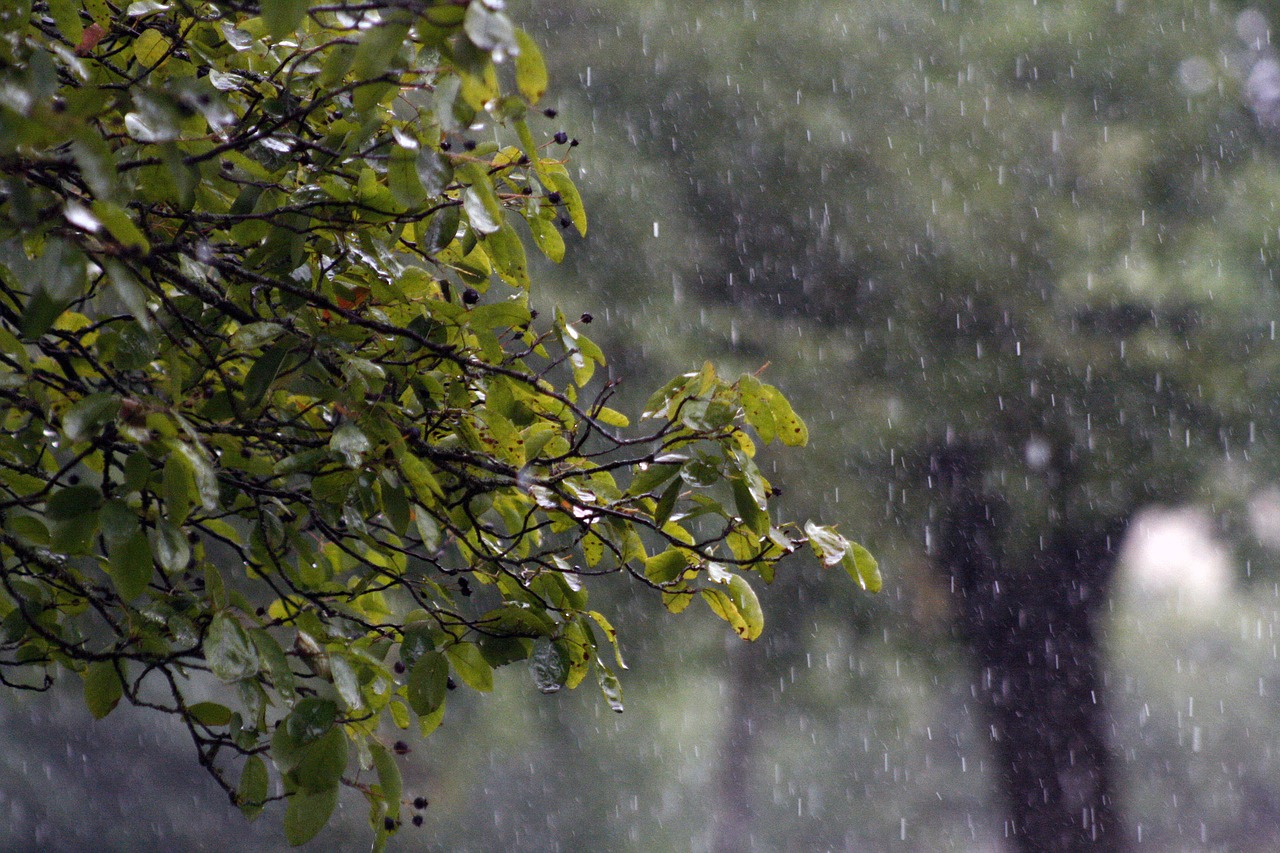 rain tree green leaves free photo