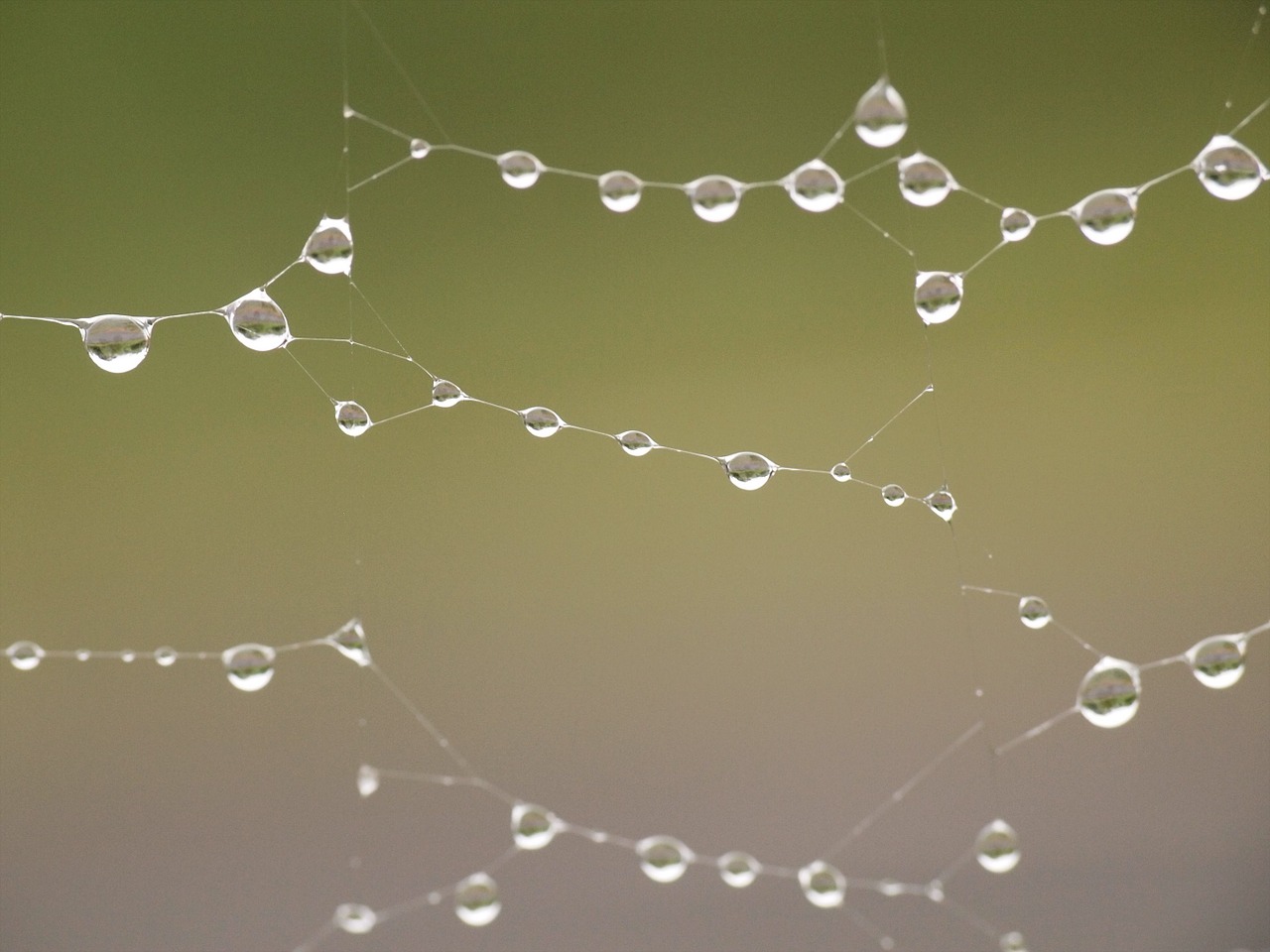 rain after the rain spider's web free photo