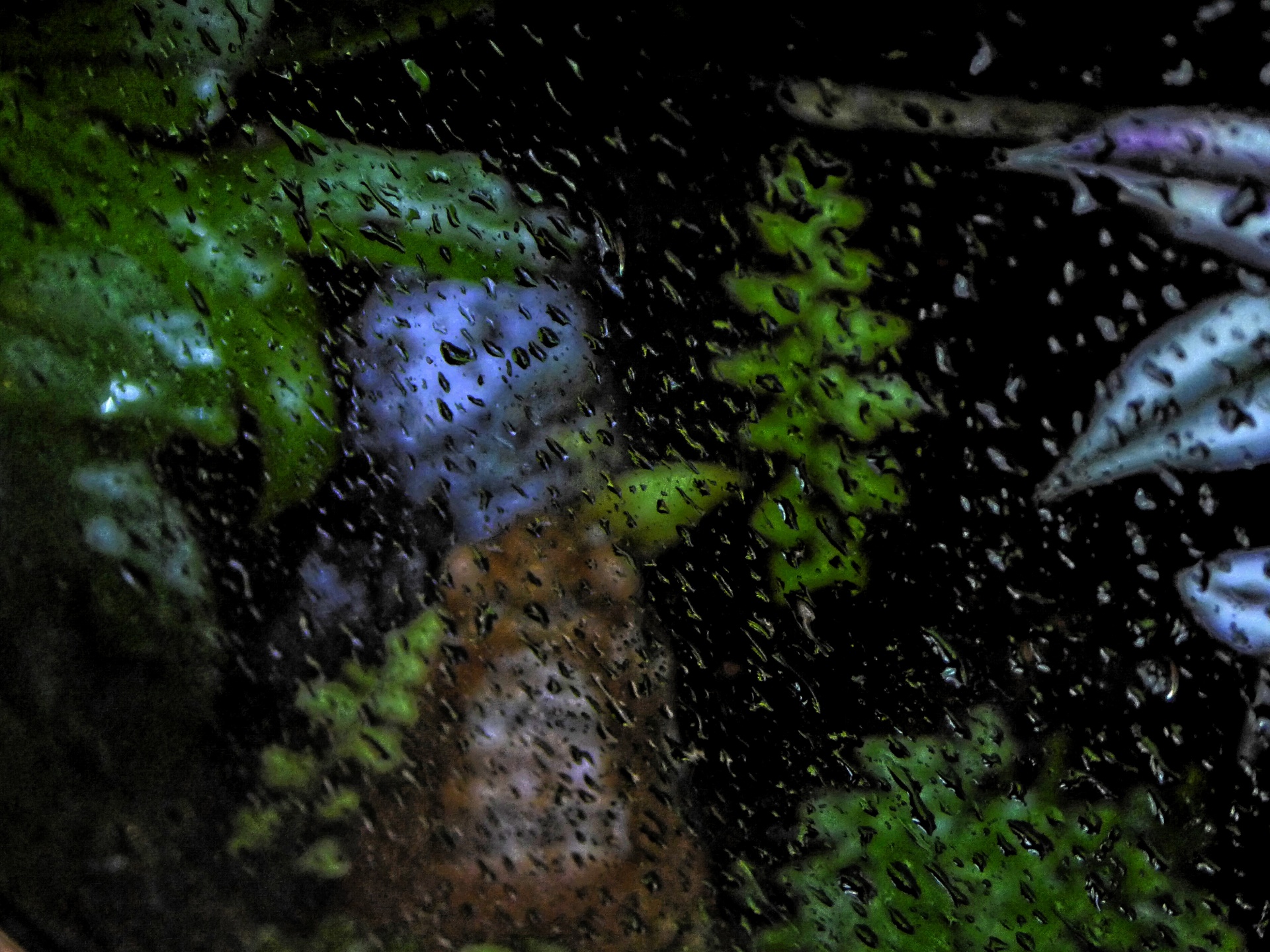 droplets water rain free photo