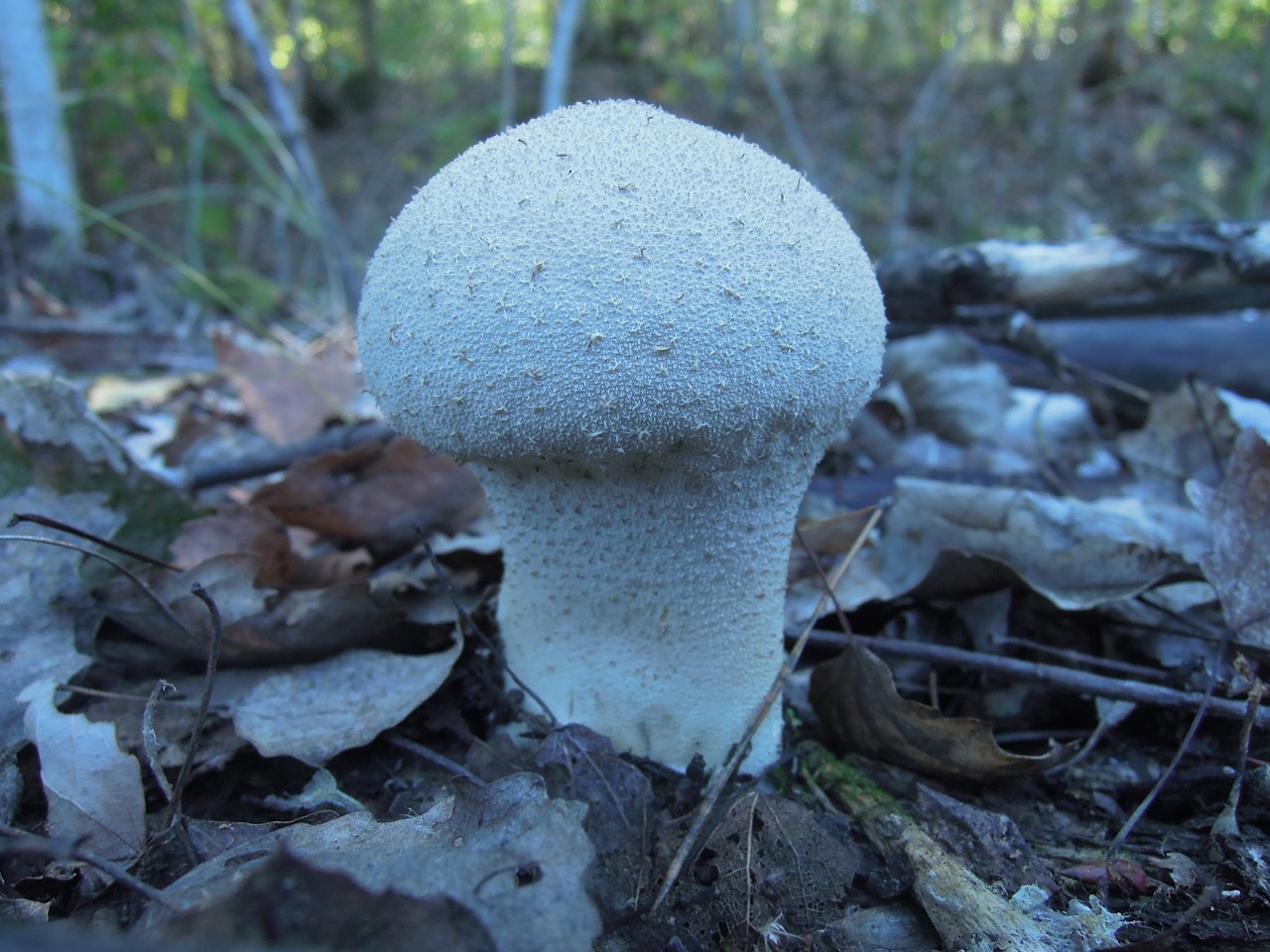 rain cover mushroom forest free photo