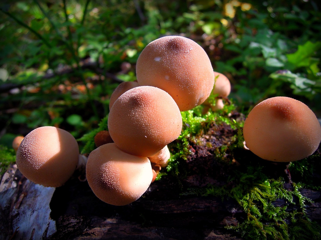 rain cover mushrooms grebes free photo