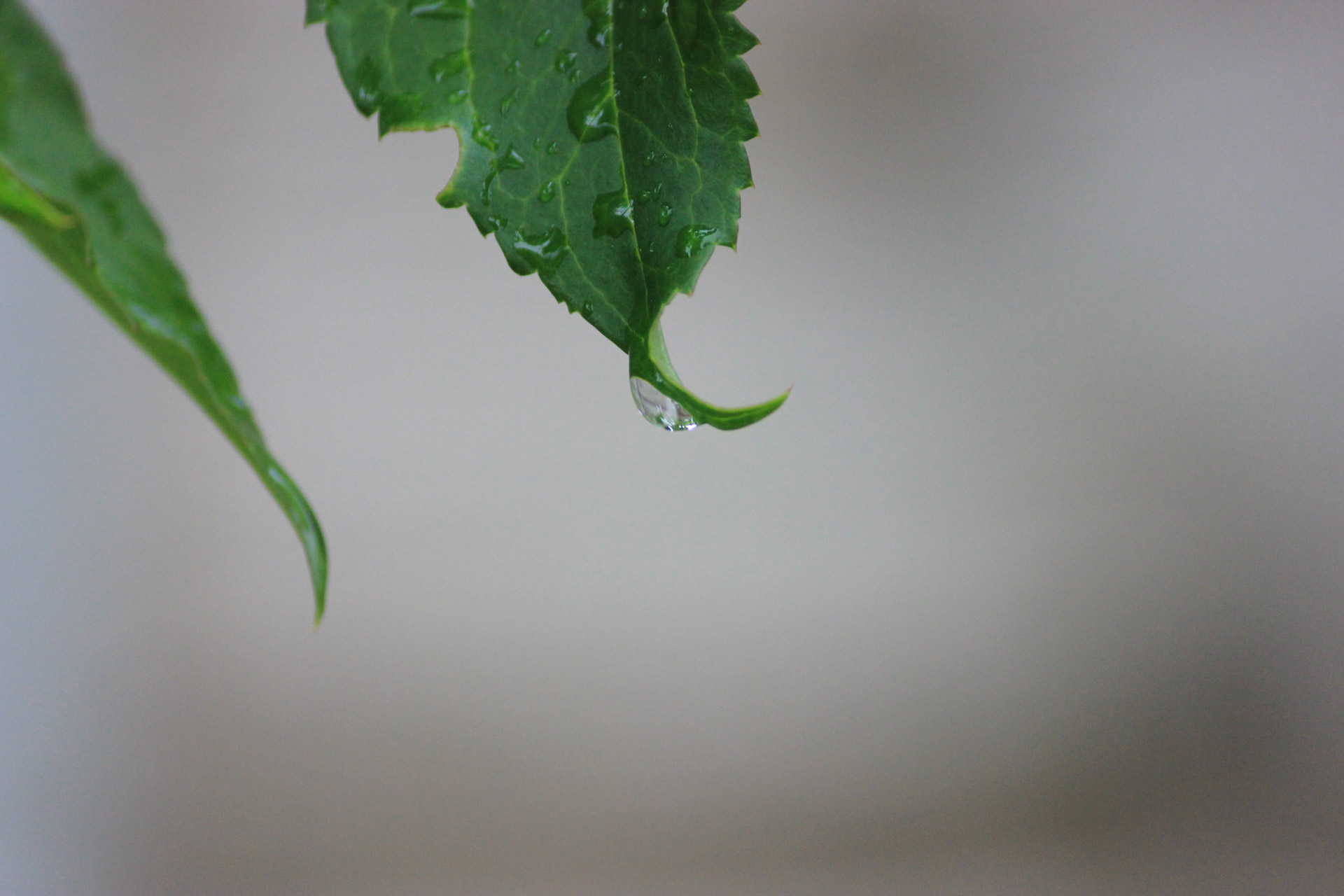 leaf rain water free photo