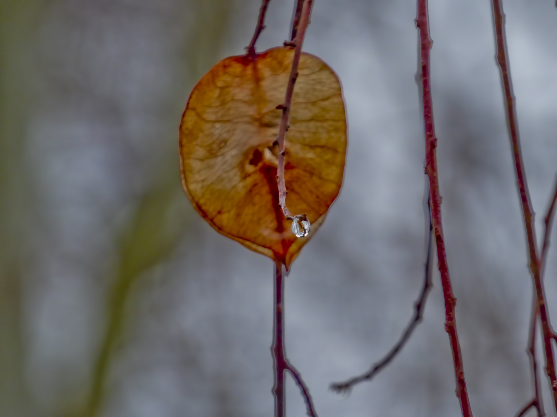 rain leaves droplet free photo