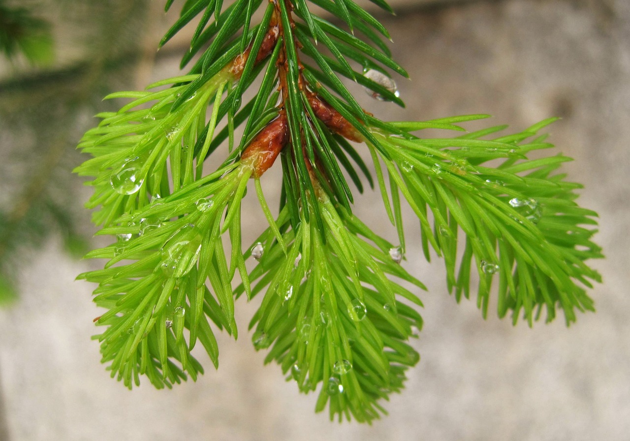 rain droplets fir sprout green free photo