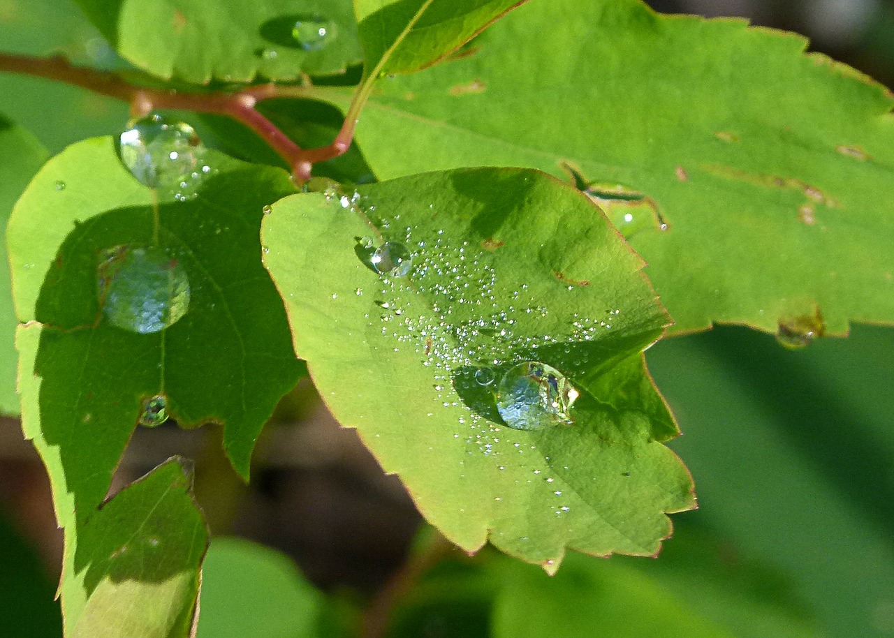 rain drops leaf tree free photo