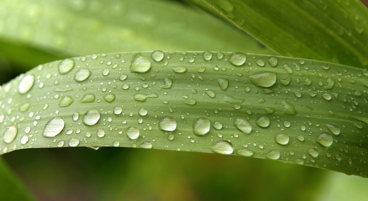 rain drops green droplet free photo