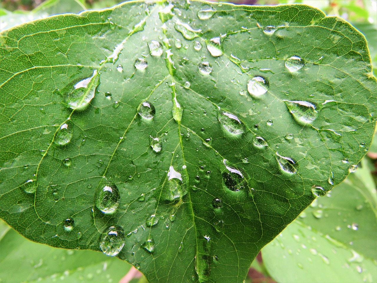 rain drops green leaf nature free photo