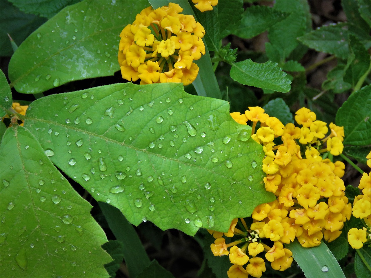 rain drops green leaf yellow flowers free photo