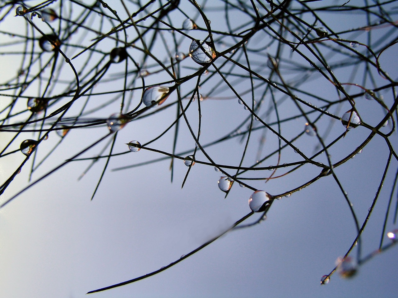 rain drops grass nature free photo