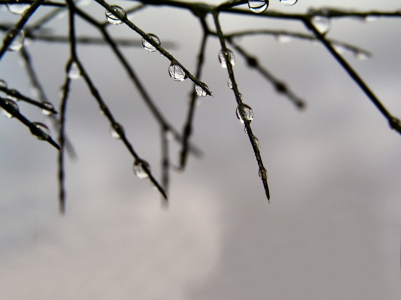 rain drops grass nature free photo