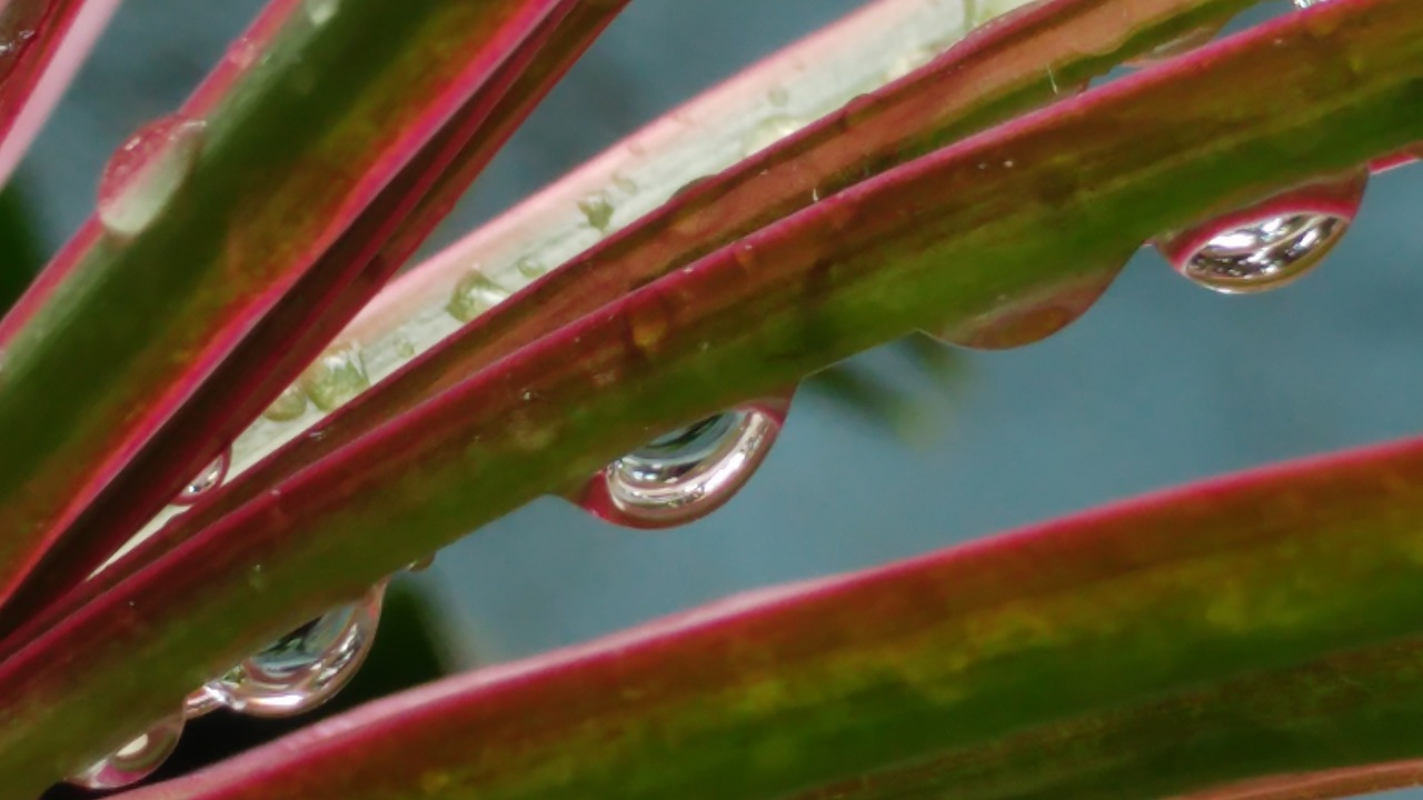 rain drops h2o wet leaves free photo