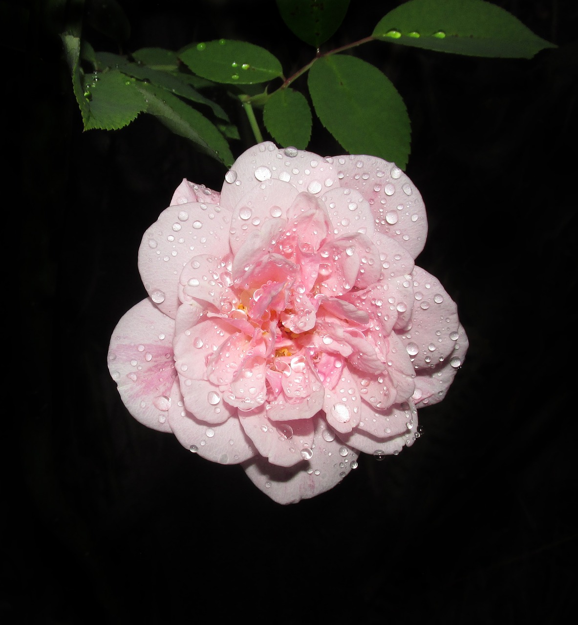 rain drops  flower  flora free photo