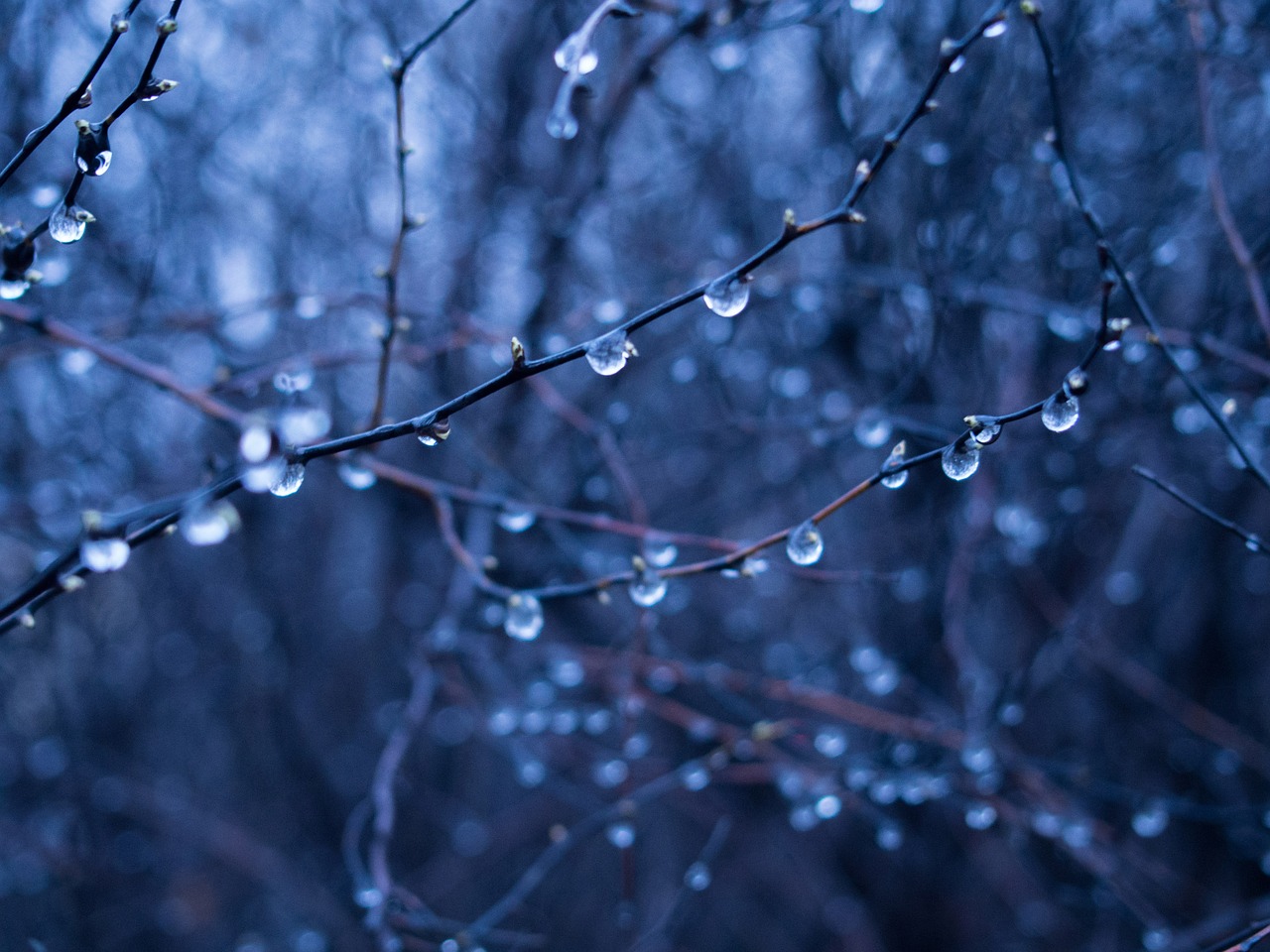 rain drops wet branches free photo