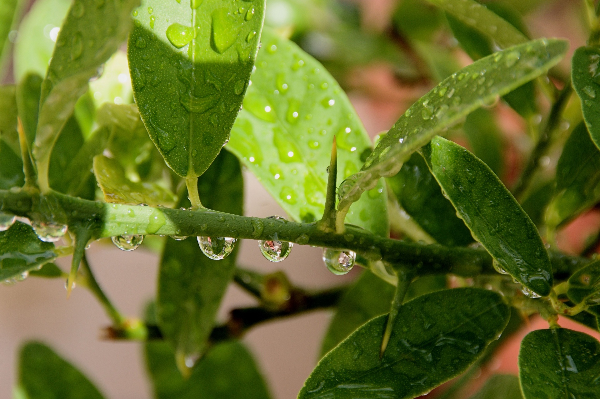 rain drops citrus free photo