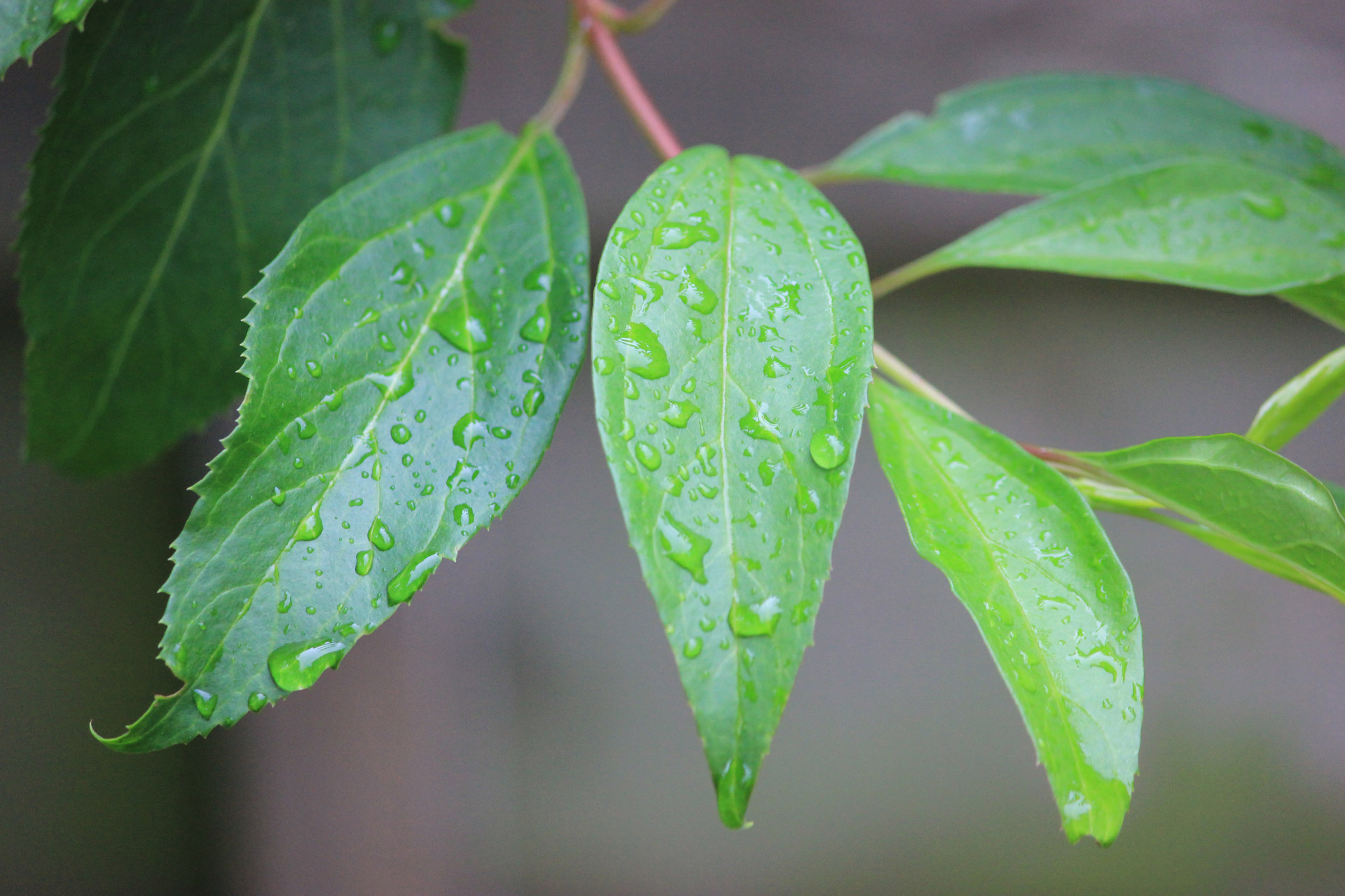 rain drops green free photo