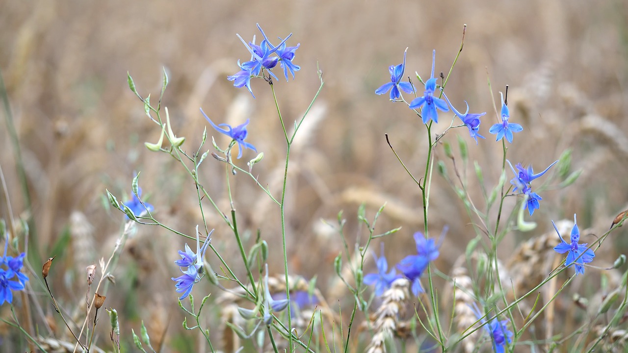 plant nature live free photo