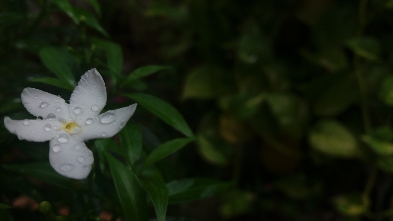 rain flower rain on flower white flower free photo