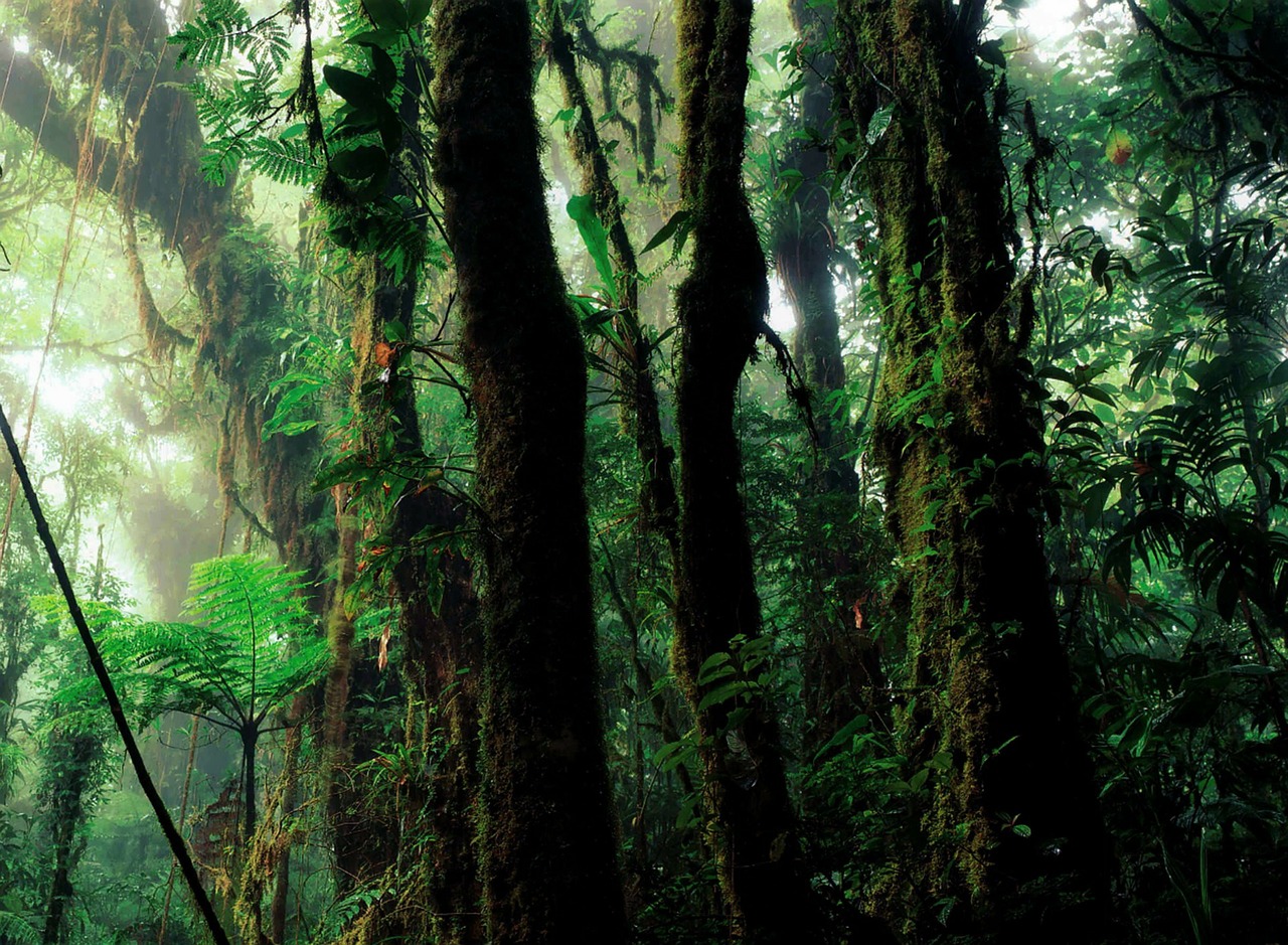 rain forest humid vegetation free photo