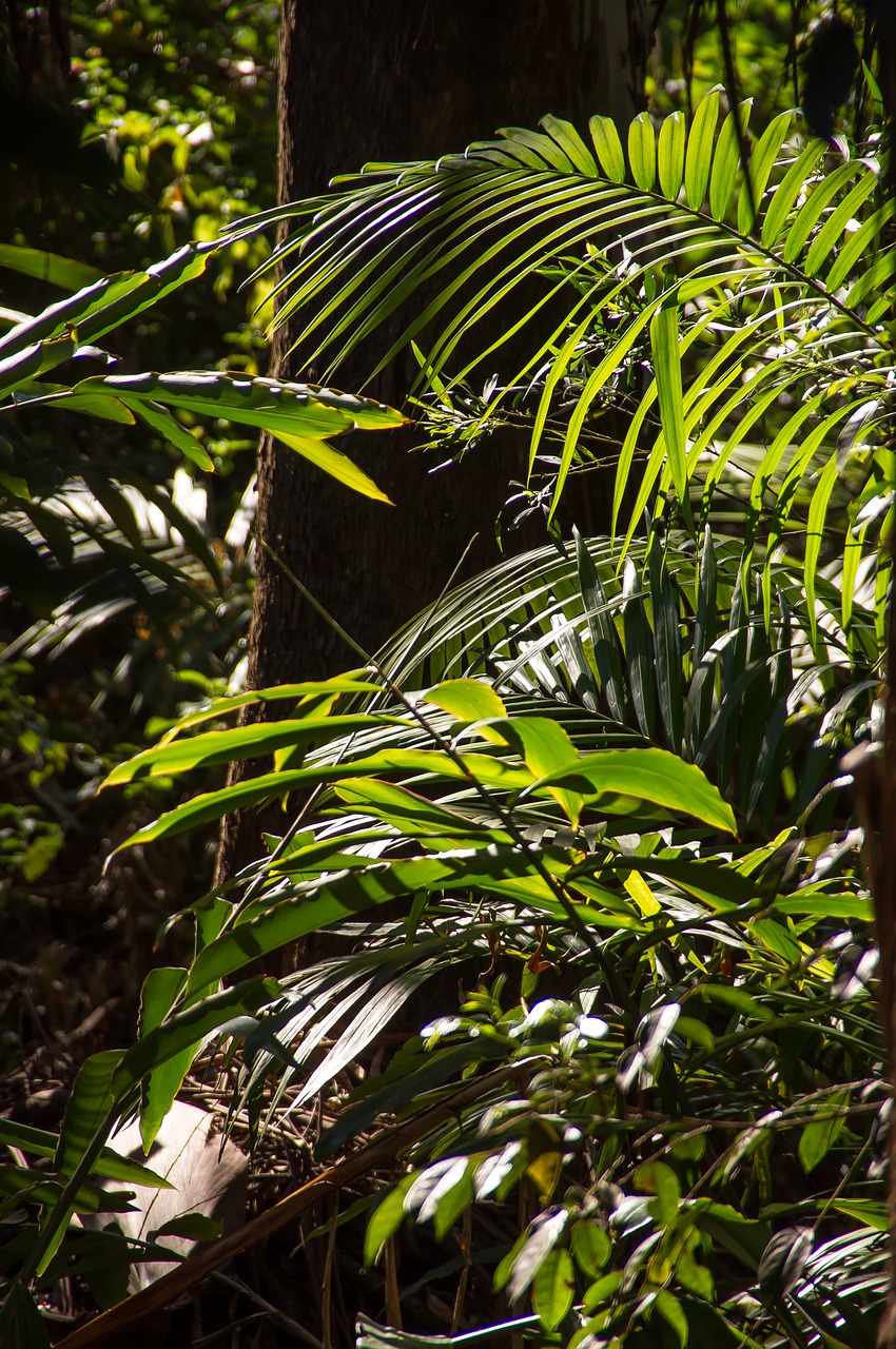 rain forest forest australia free photo