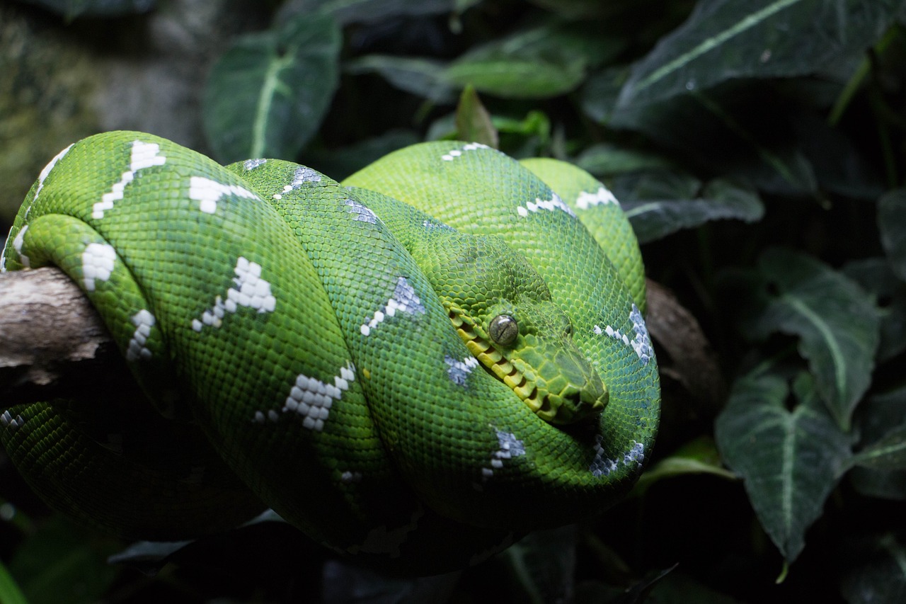 rain forest green snake wildlife free photo