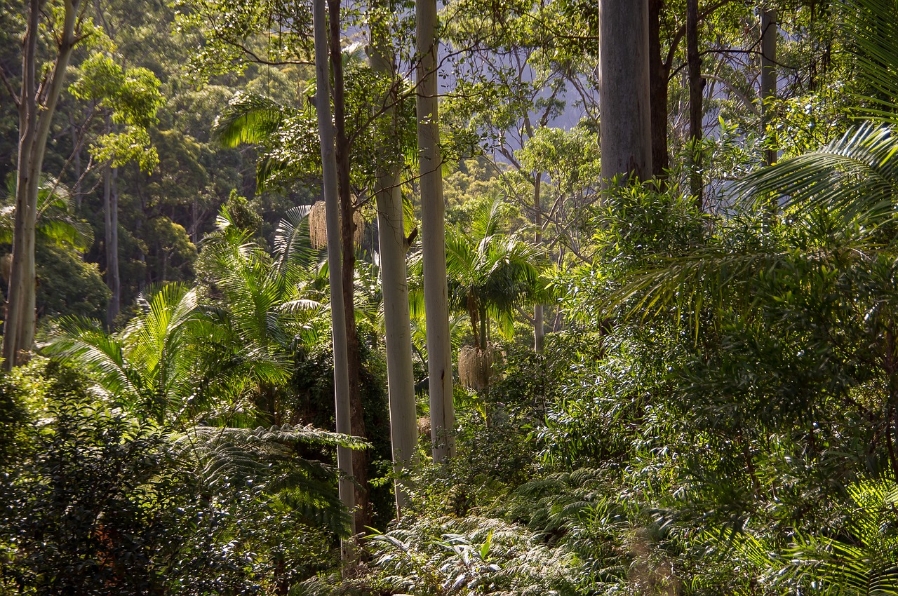 rain forest forest gum trees free photo