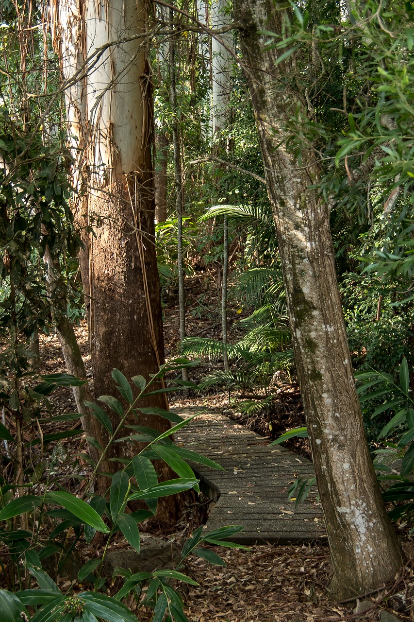 rain forest forest gum trees free photo