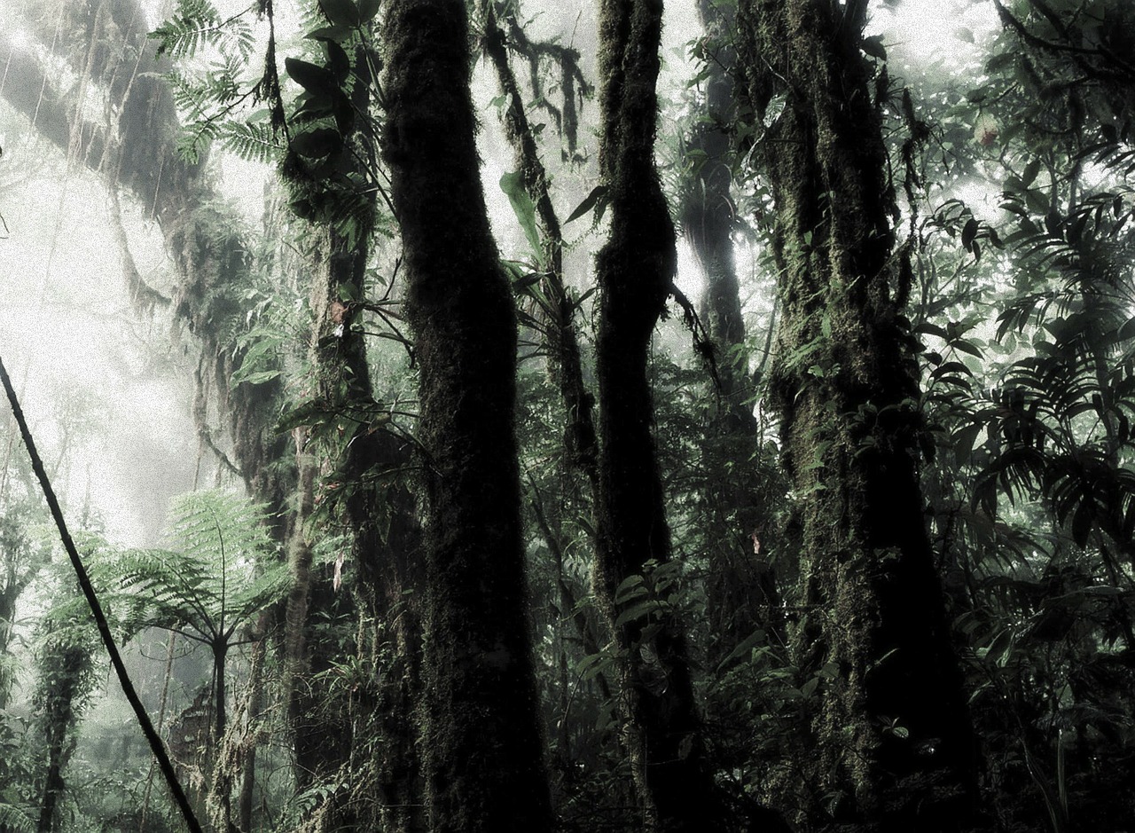 rain forest trees shrubs free photo
