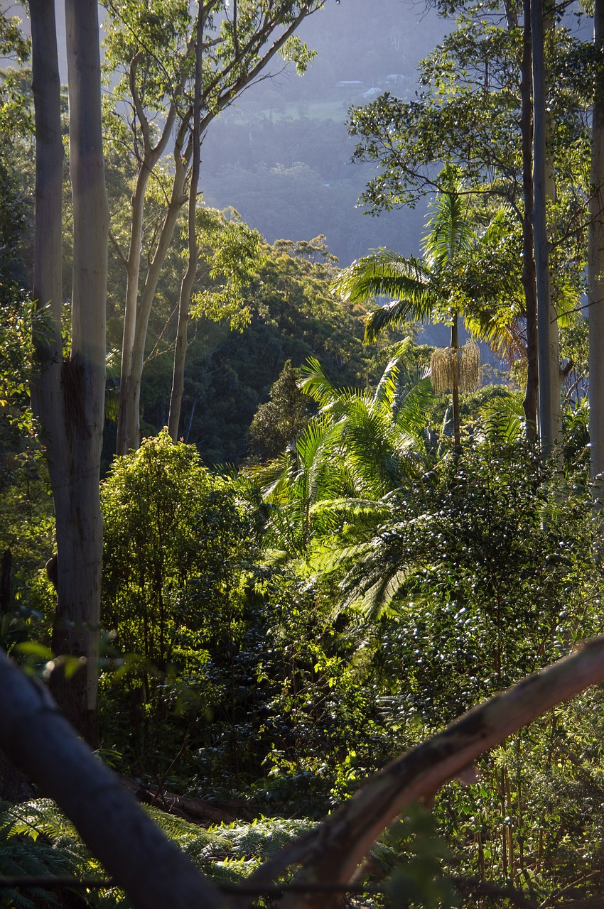 rain forest forest australia free photo