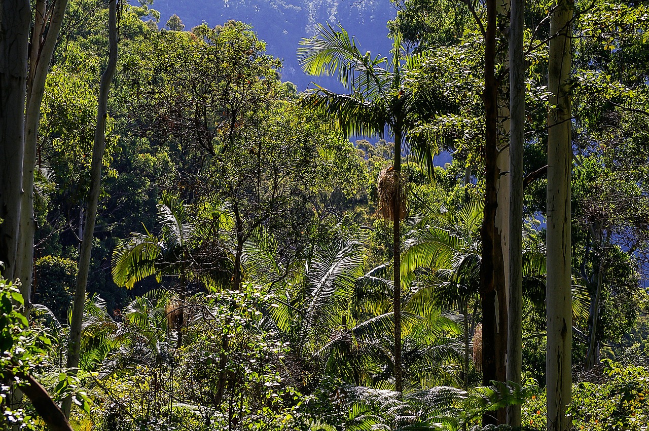 rain forest forest australia free photo