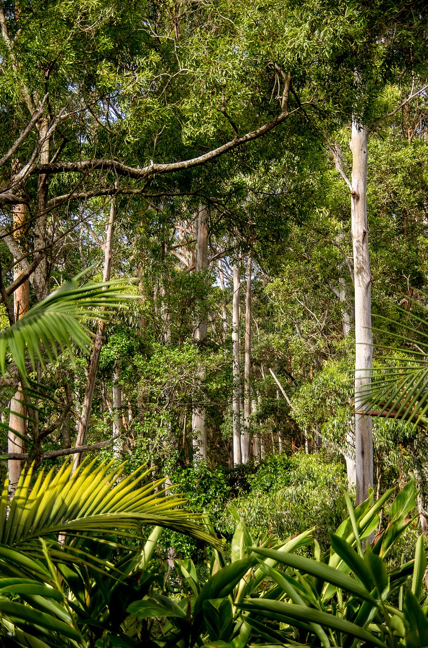 rain forest forest australia free photo