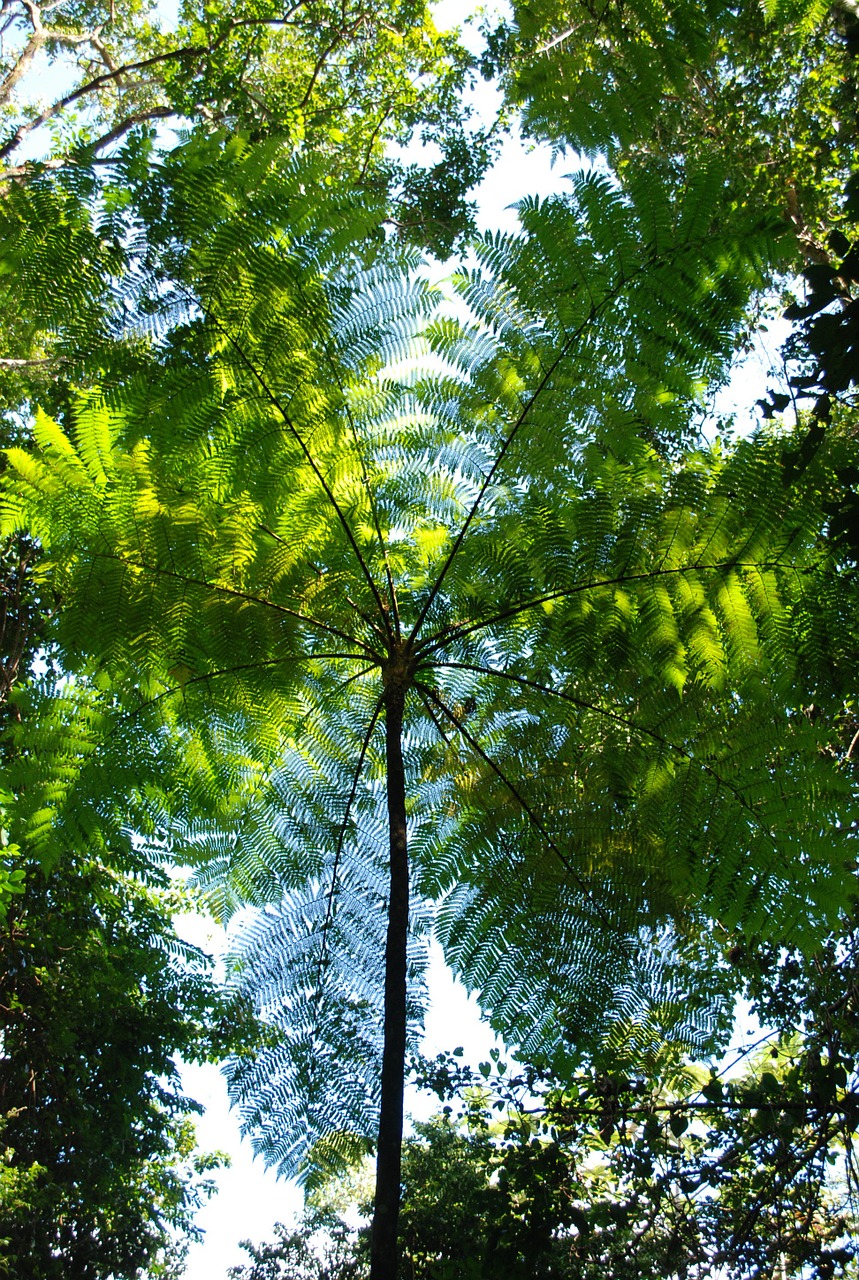 rain forest canopy round plant swirl fronds free photo