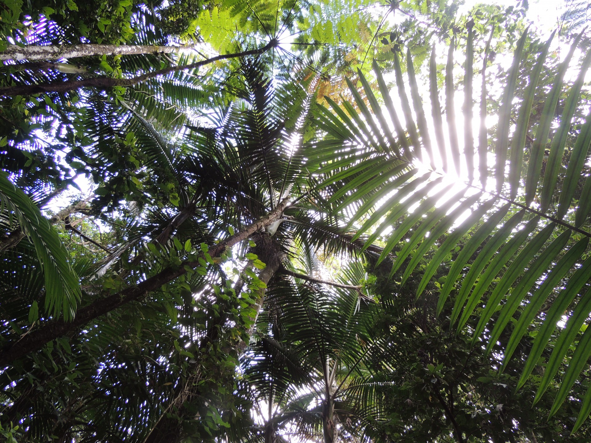 rain forest canopy free photo