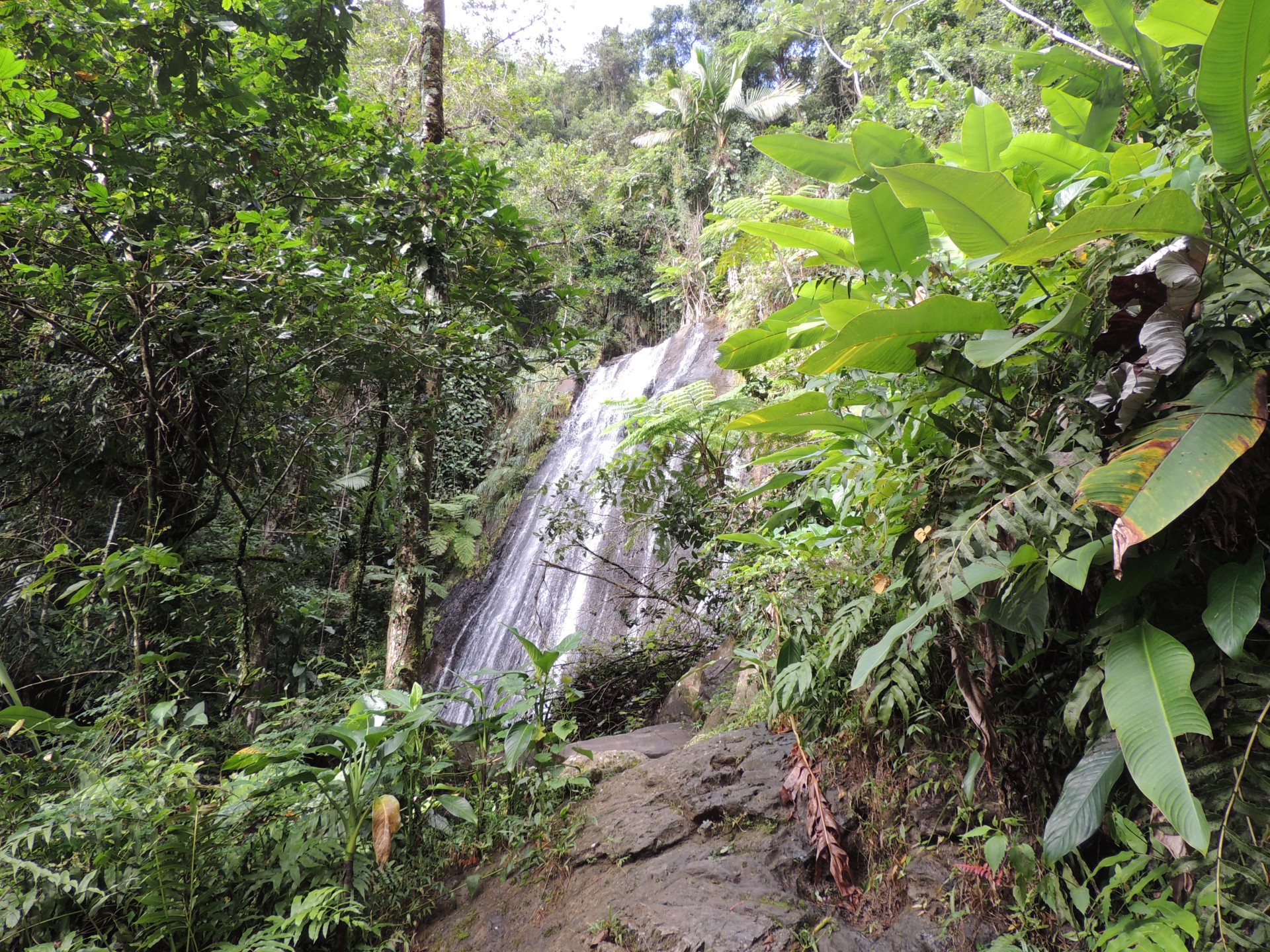 rain forest waterfall free photo