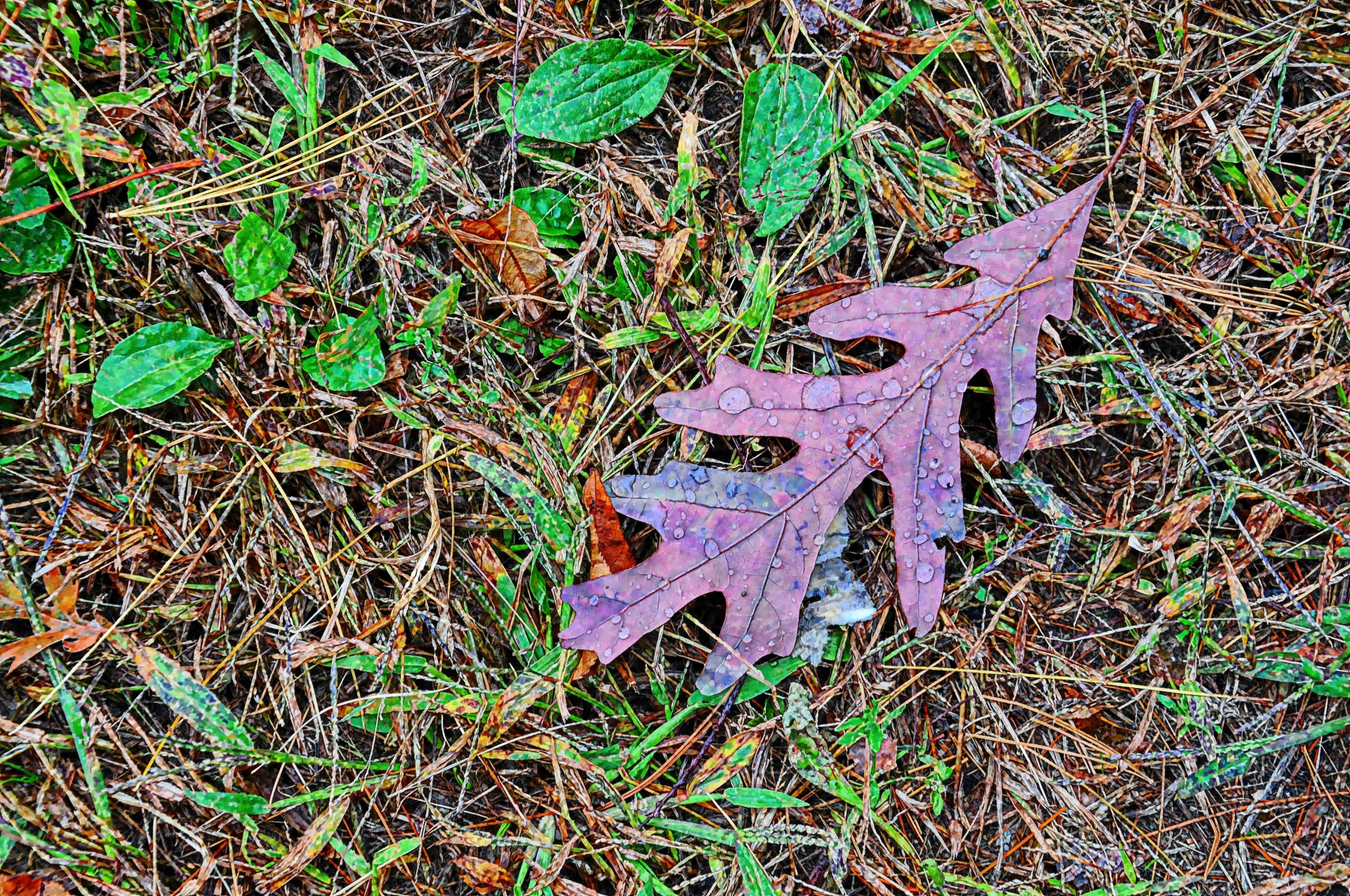 oak oak leaf drops water free photo