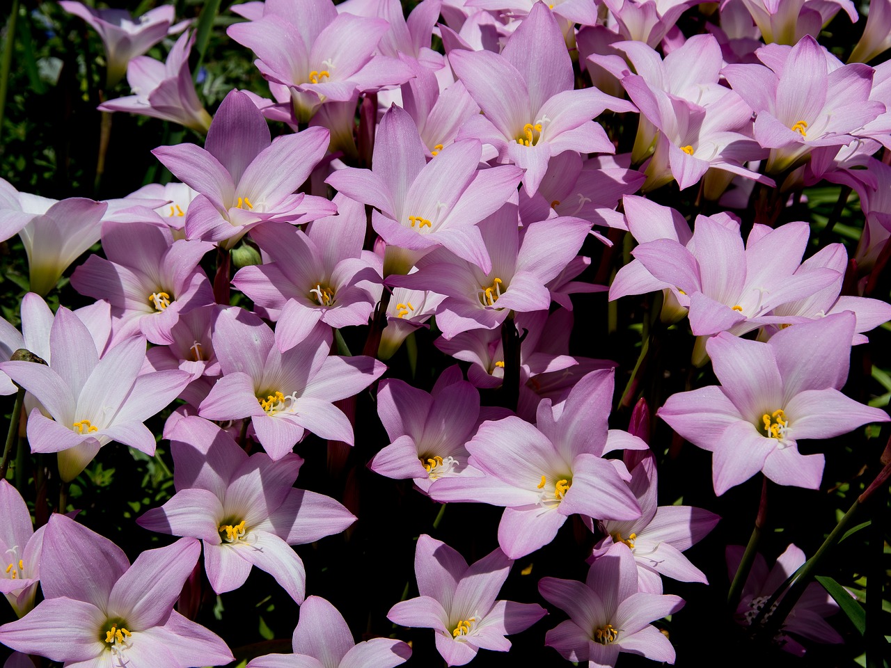 rain lilies  zephyranthes grandiflora  pink free photo