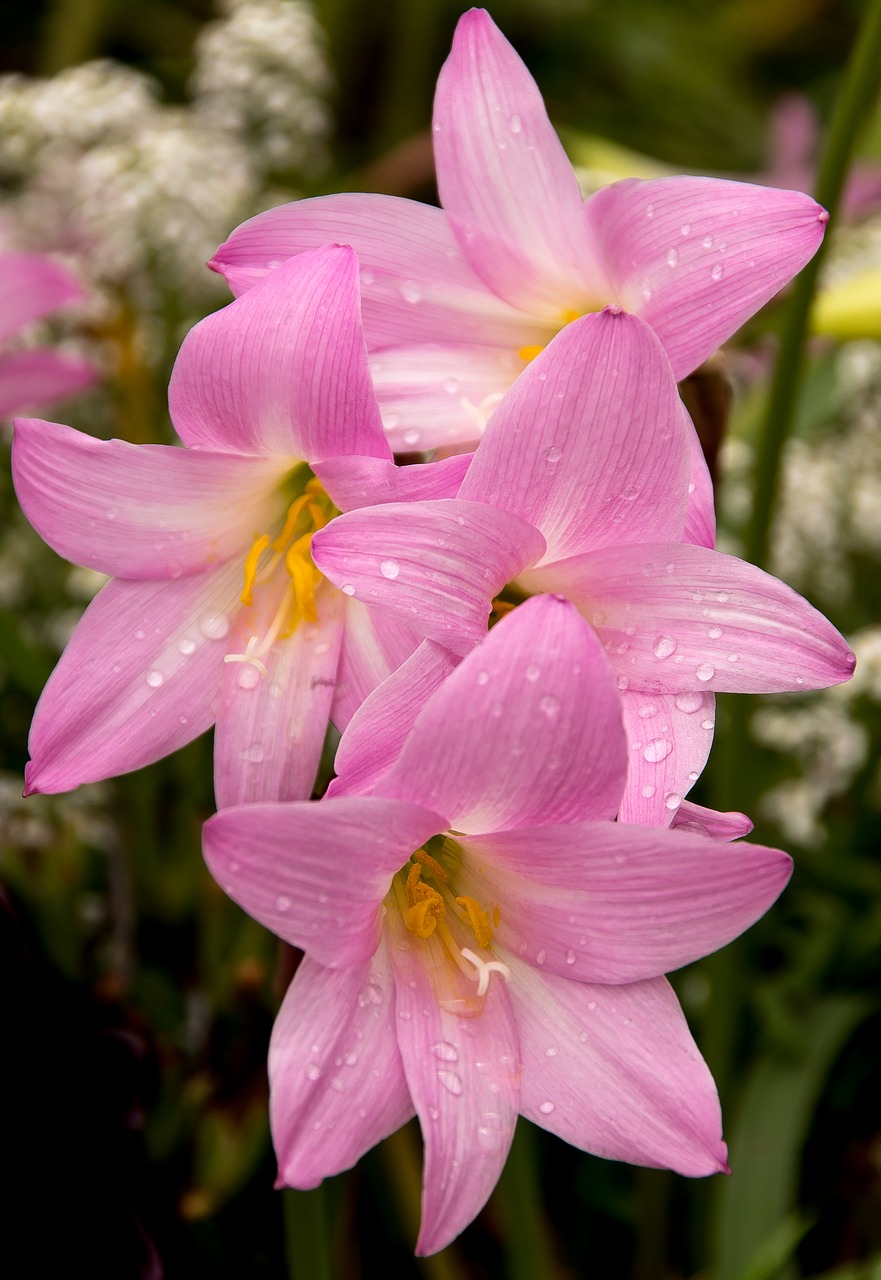 rain lilies  zephyranthes grandiflora  pink free photo