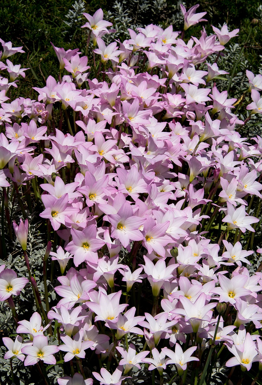 rain lilies  zephyranthes grandiflora  pink free photo