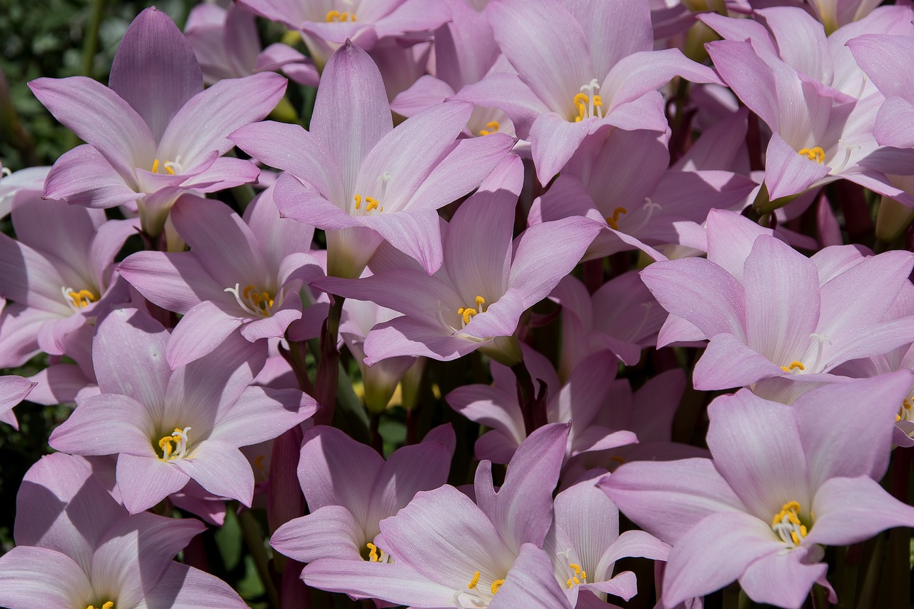 rain lilies  zephyranthes grandiflora  pink free photo