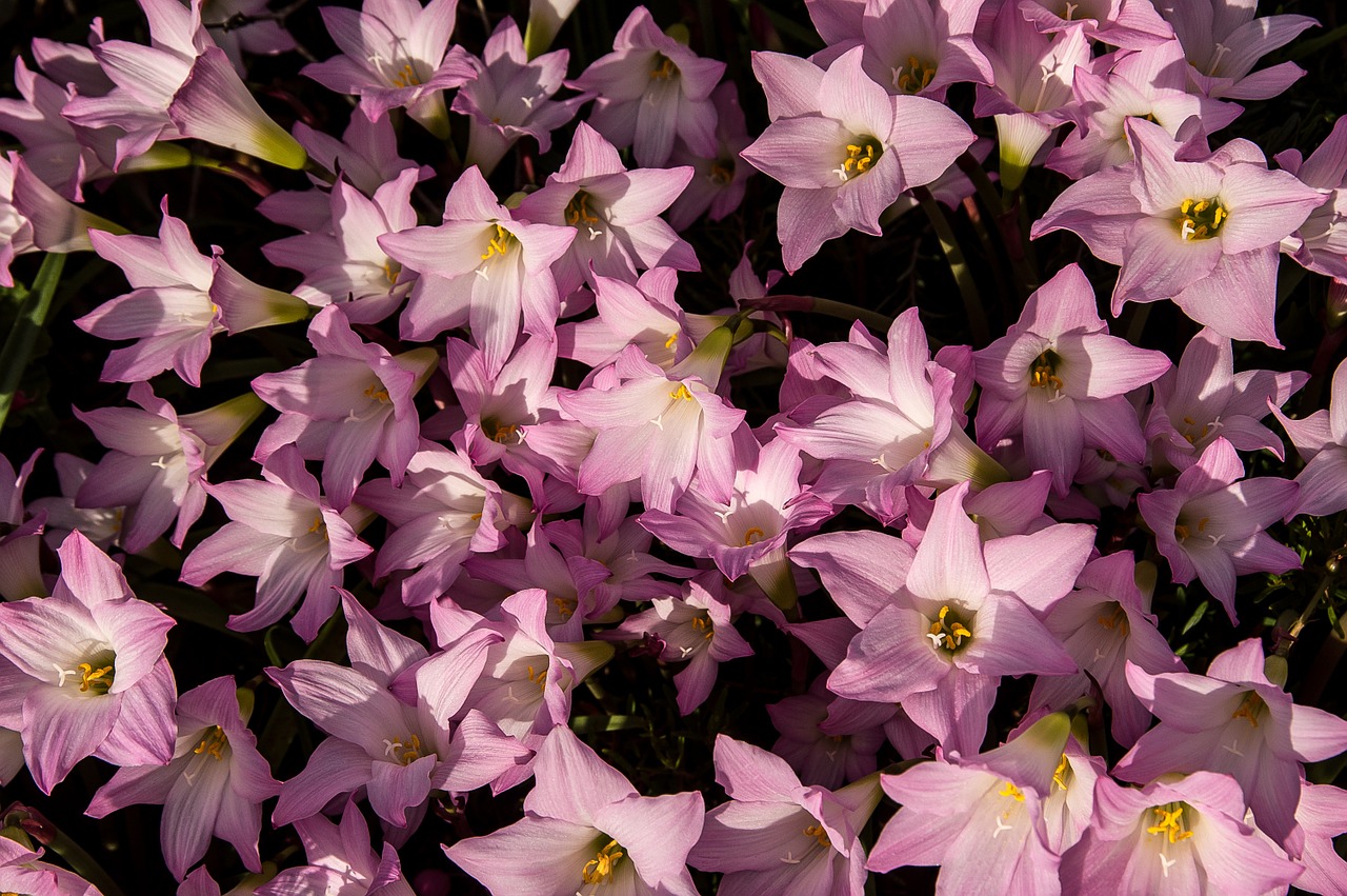 rain lilies zephyranthes grandiflora pink free photo