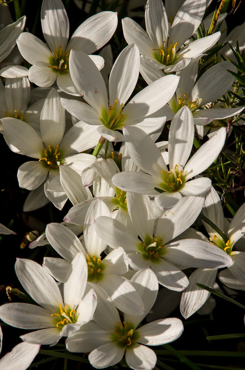 rain lily zephyranthes grandiflora white free photo