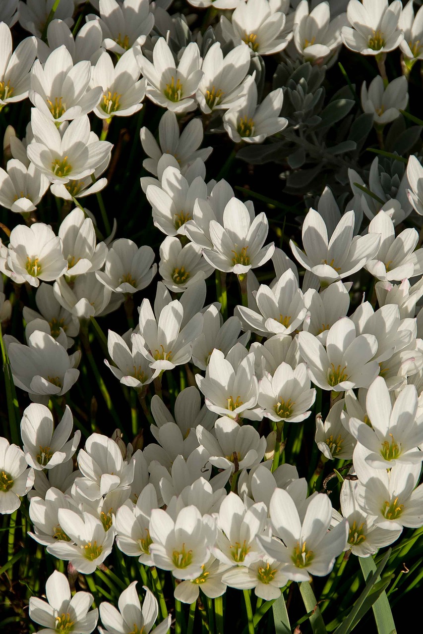 rain lily  zephyranthes grandiflora  white free photo