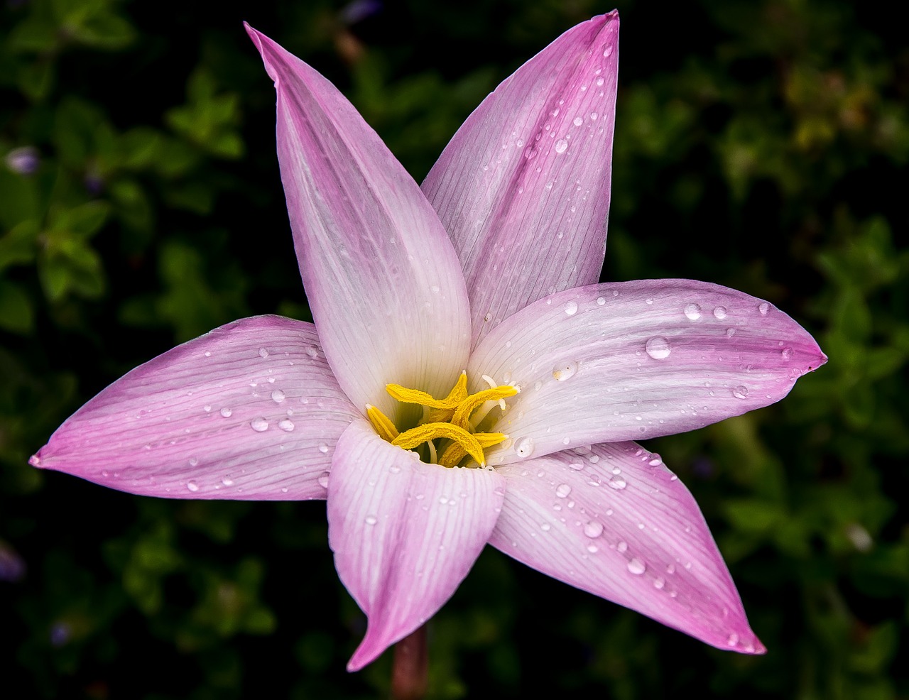 rain lily zephyranthes grandiflora pink bulb free photo