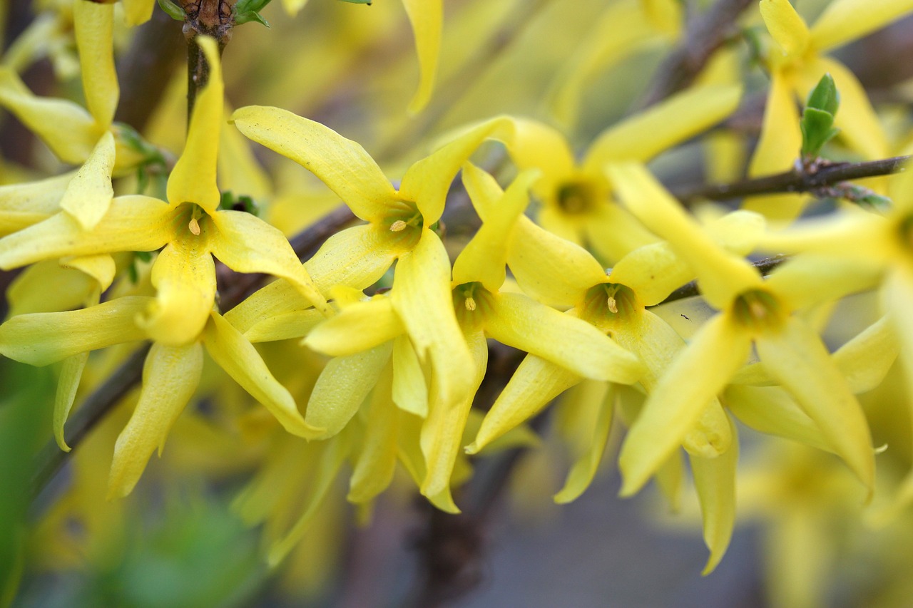 rain of gold  yellow  flower free photo