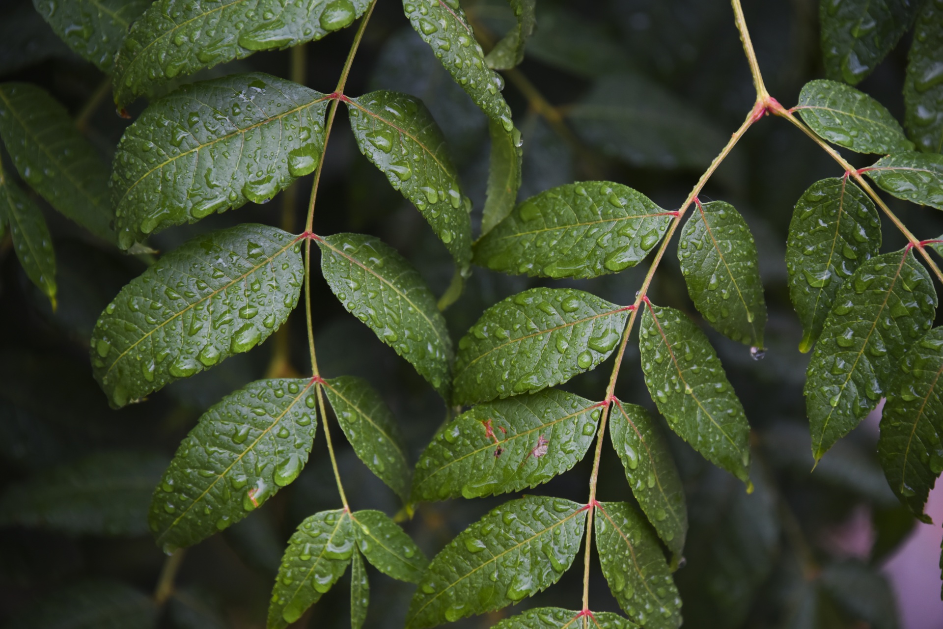 rain droplets leaf free photo