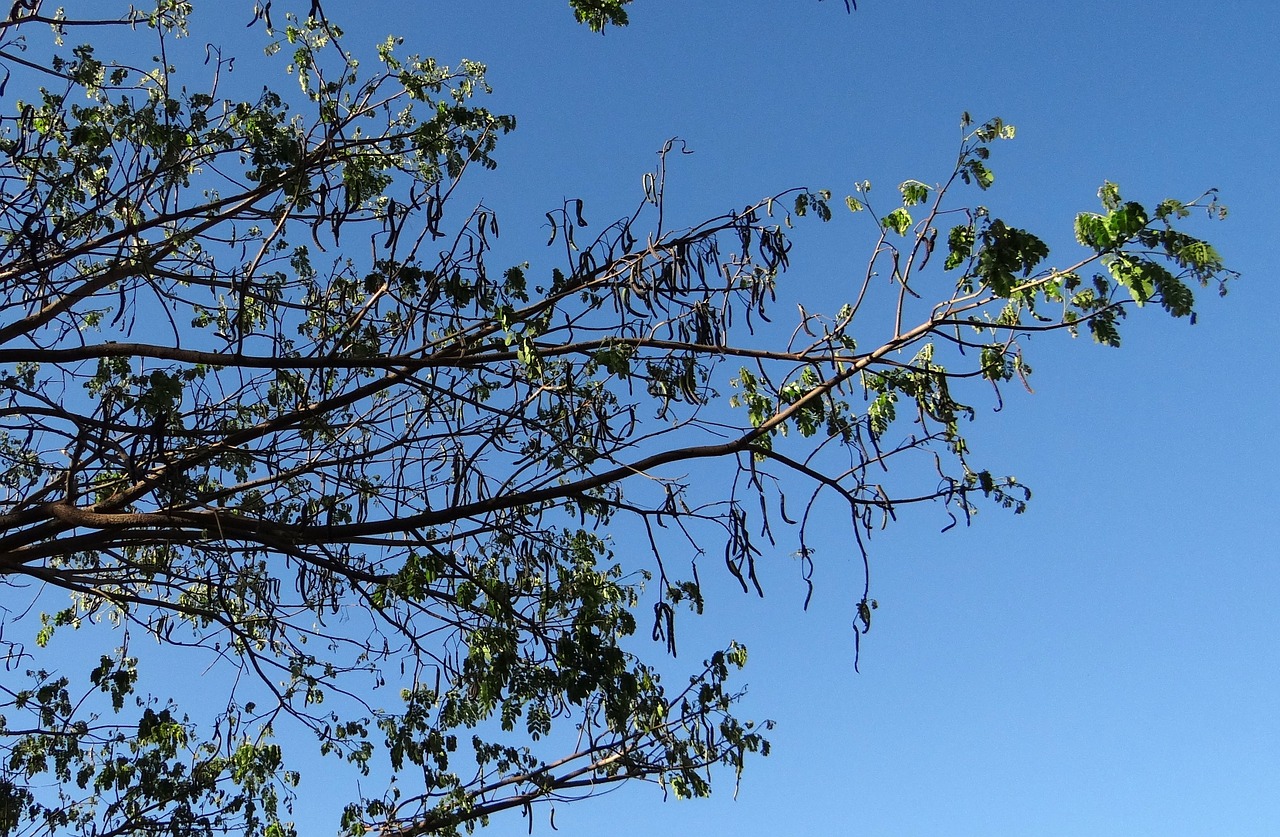 rain tree tree monkeypod free photo