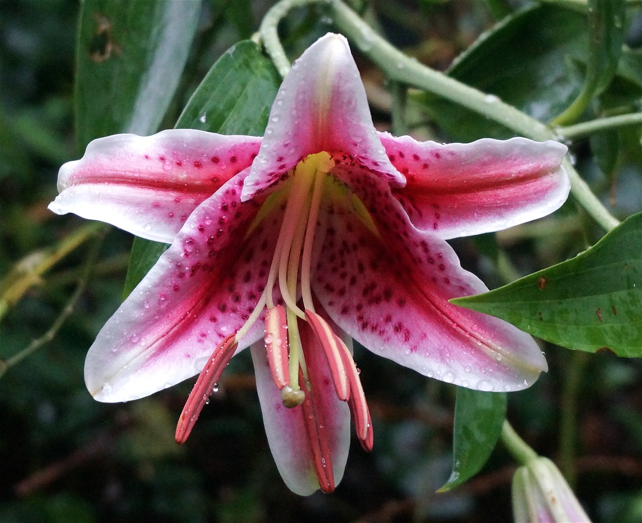 rain-wet asiatic lily asiatic lily lily free photo