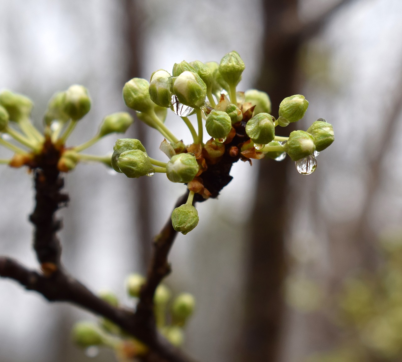 rain-wet cherry blossom buds showing white about to open free photo